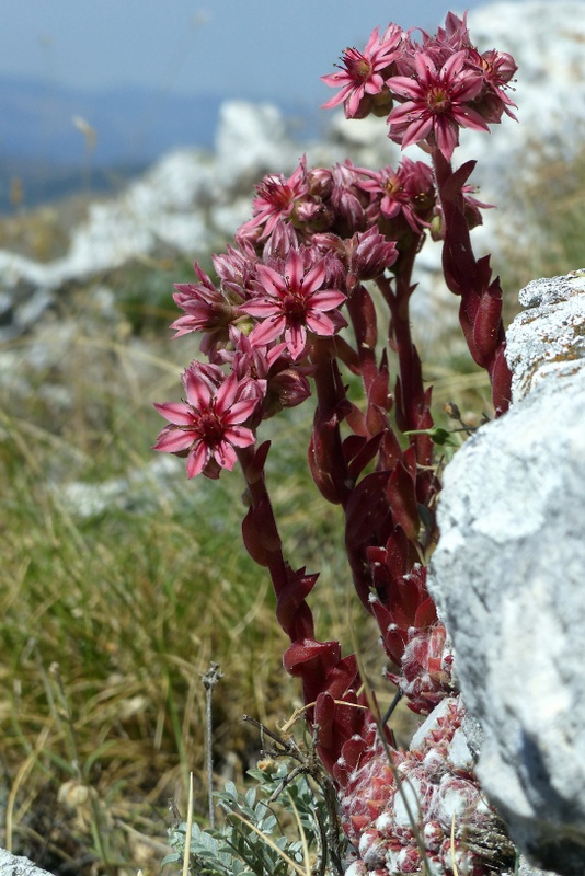 Le belle Epipactis sulle praterie di Campo Imperatore (AQ)  luglio 2025.